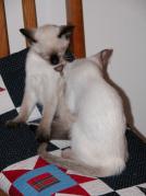 kittens - 071307 21